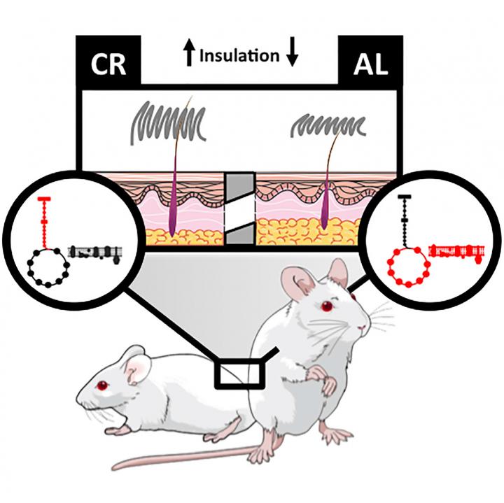 Caloric Restriction Changes Skin