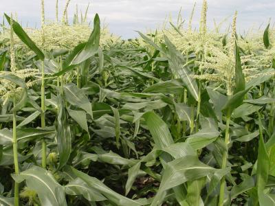 Sweet Corn