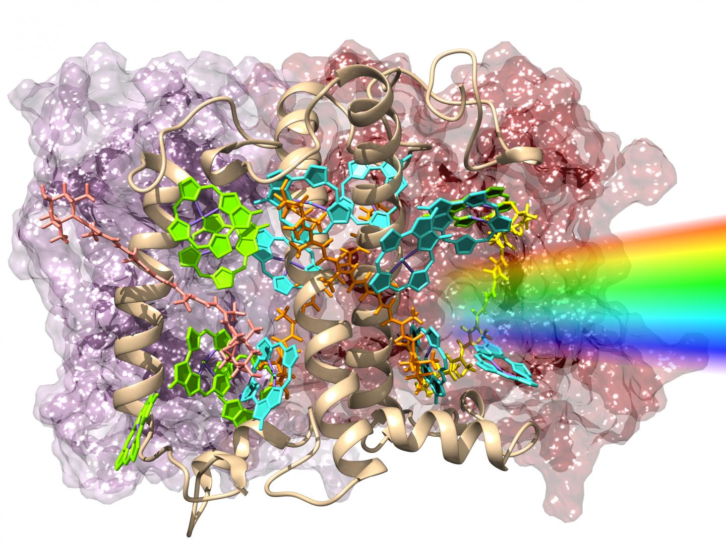 LHC-II, the Molecule that Carries out Photosynthesis in Plants