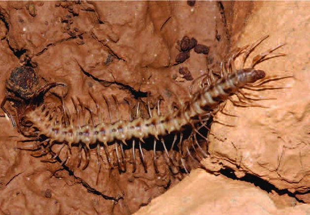 <i>Desmoxytes similis</i>