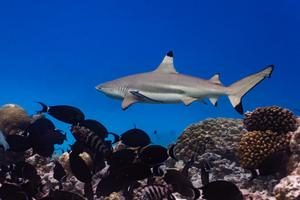Blacktip reef shark