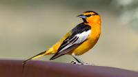 Bullock's Oriole