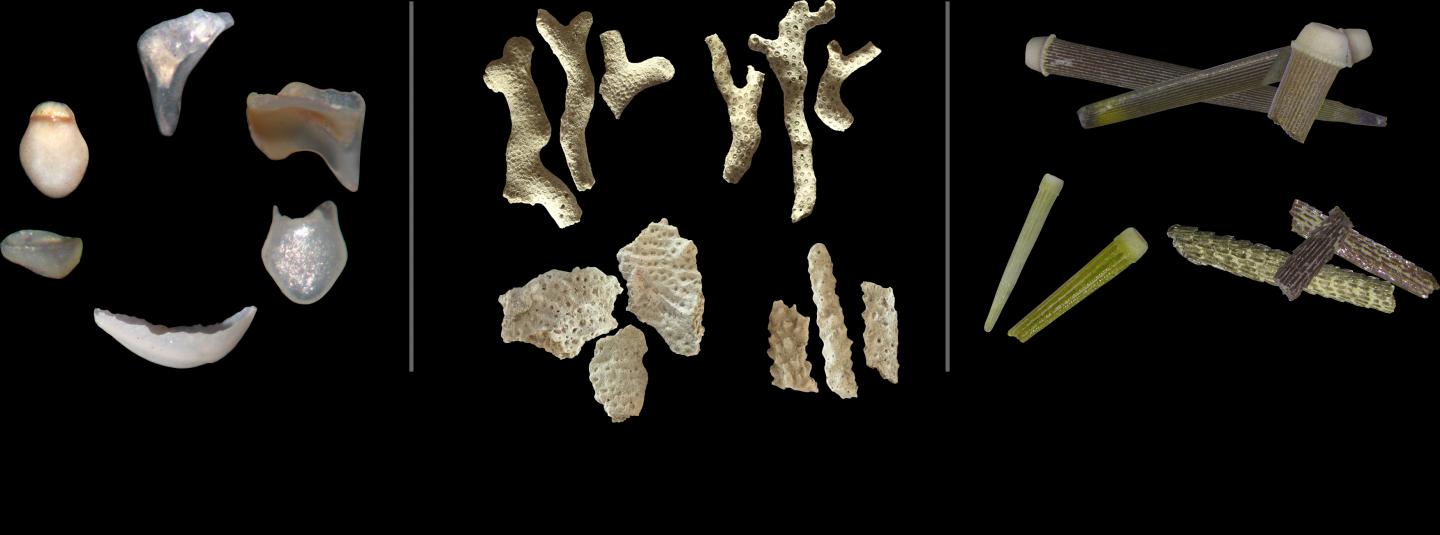 Fossil Image