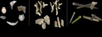 Fossil Image