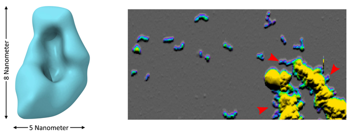 How protofibrils form from Aβ-oligomers.