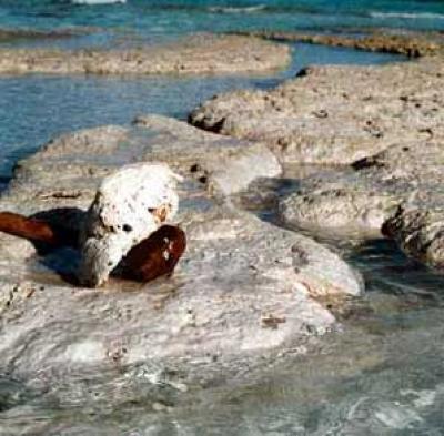 Stromatolites