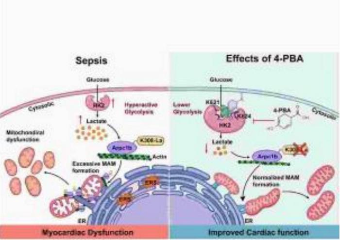 Schematic overview of the mechanism underlying the regulation of mitochondrial dynamics balance by 4-PBA.