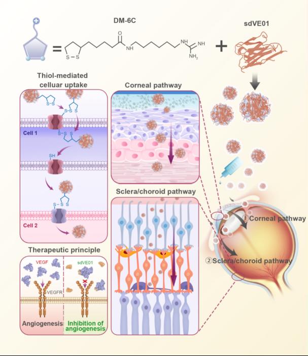 Schematic illustration of the DM-based antibody nanoformulations for the penetration of the ocular barrier and the treatment of CorNV
