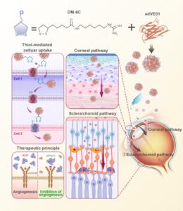 Schematic illustration of the DM-based antibody nanoformulations for the penetration of the ocular barrier and the treatment of CorNV