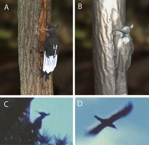 3D model of an Imperial Woodpecker ascending a tree