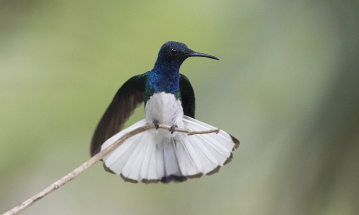 White-necked Jacobin male hummingbird