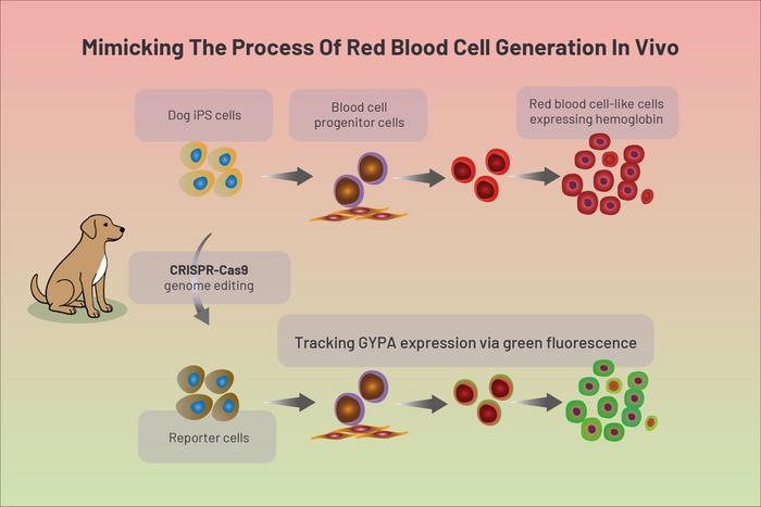 Mimicking red blood cell process