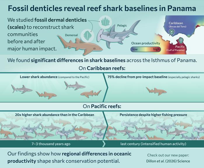 Graphical abstract