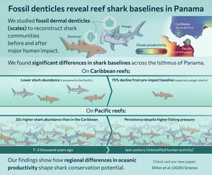 Graphical abstract