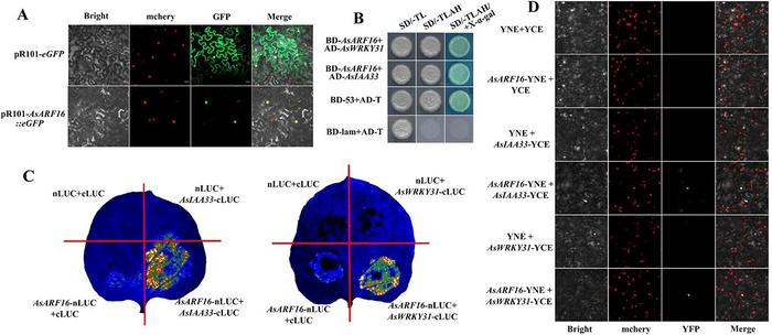Subcellular localization and interaction verification of asarf16.