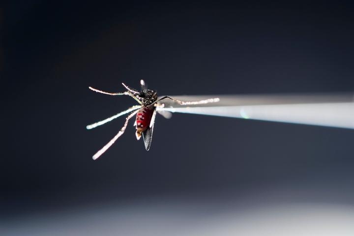 Zika Mosquito