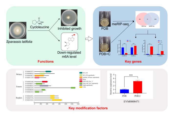 Functions of m6A in the mycelial growth of Sparassis latifolia.