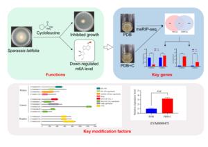 Functions of m6A in the mycelial growth of Sparassis latifolia.