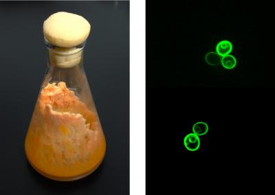 <I>Neurospora</I> and Yeast