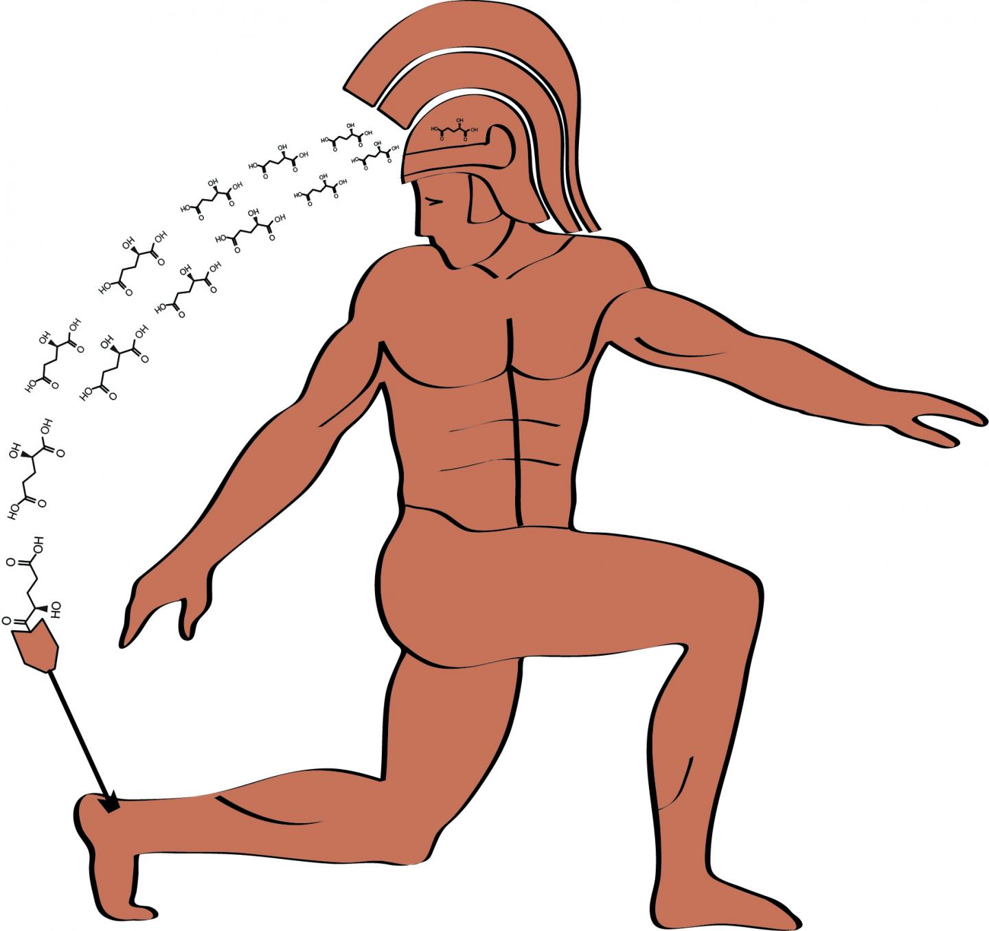 Finding an 'Achilles' Heel' in Many Common Cancers