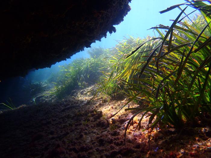 Posidonia