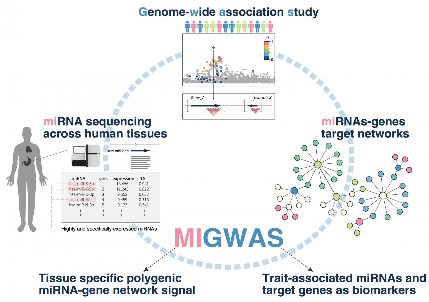Figure: The MIGWAS Pipeline Integrates GWAS Results