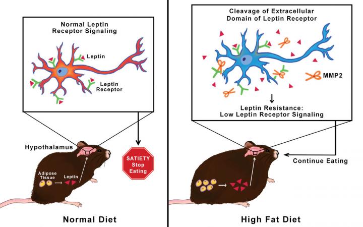 MMP-2 Leptin Clipping Mechanism