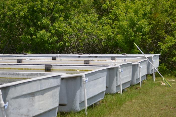 FAU Harbor Branch Seagrass Nursery