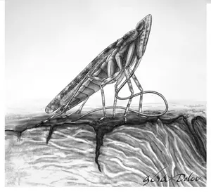 Illustration of Cretoduros noonoo
