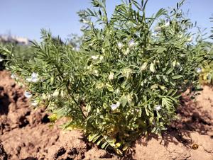 Lentil plant