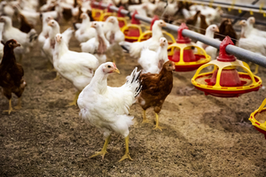 Pure Columbian chickens