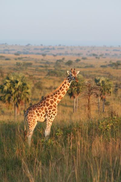 African Savanna