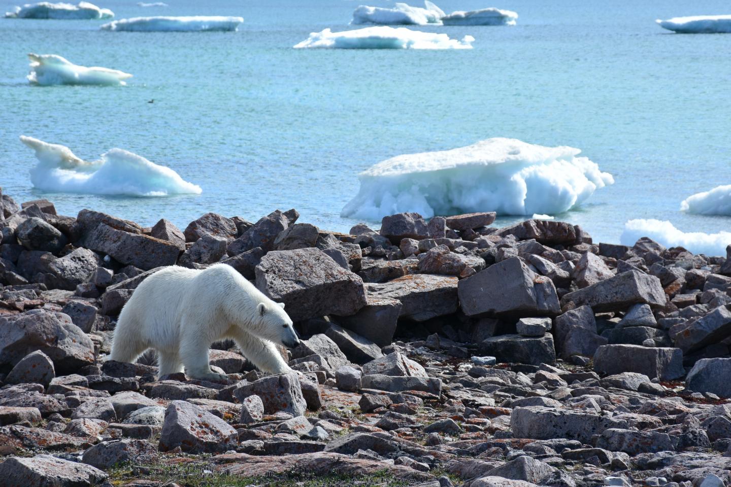 Polar Bear