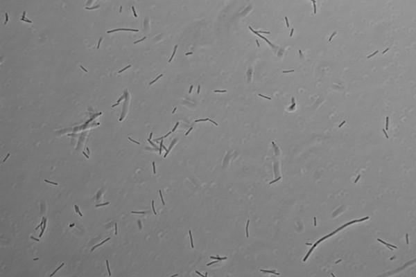 Extremophiles