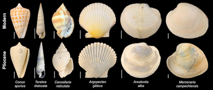 Fossil and modern species