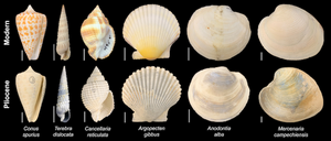 Fossil and modern species