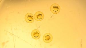 Five zebrafish embryos in drop of water