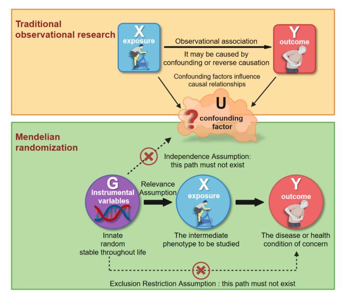 Mendelian Randomization Causal Diagram.