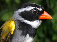 Orange-billed Sparrow