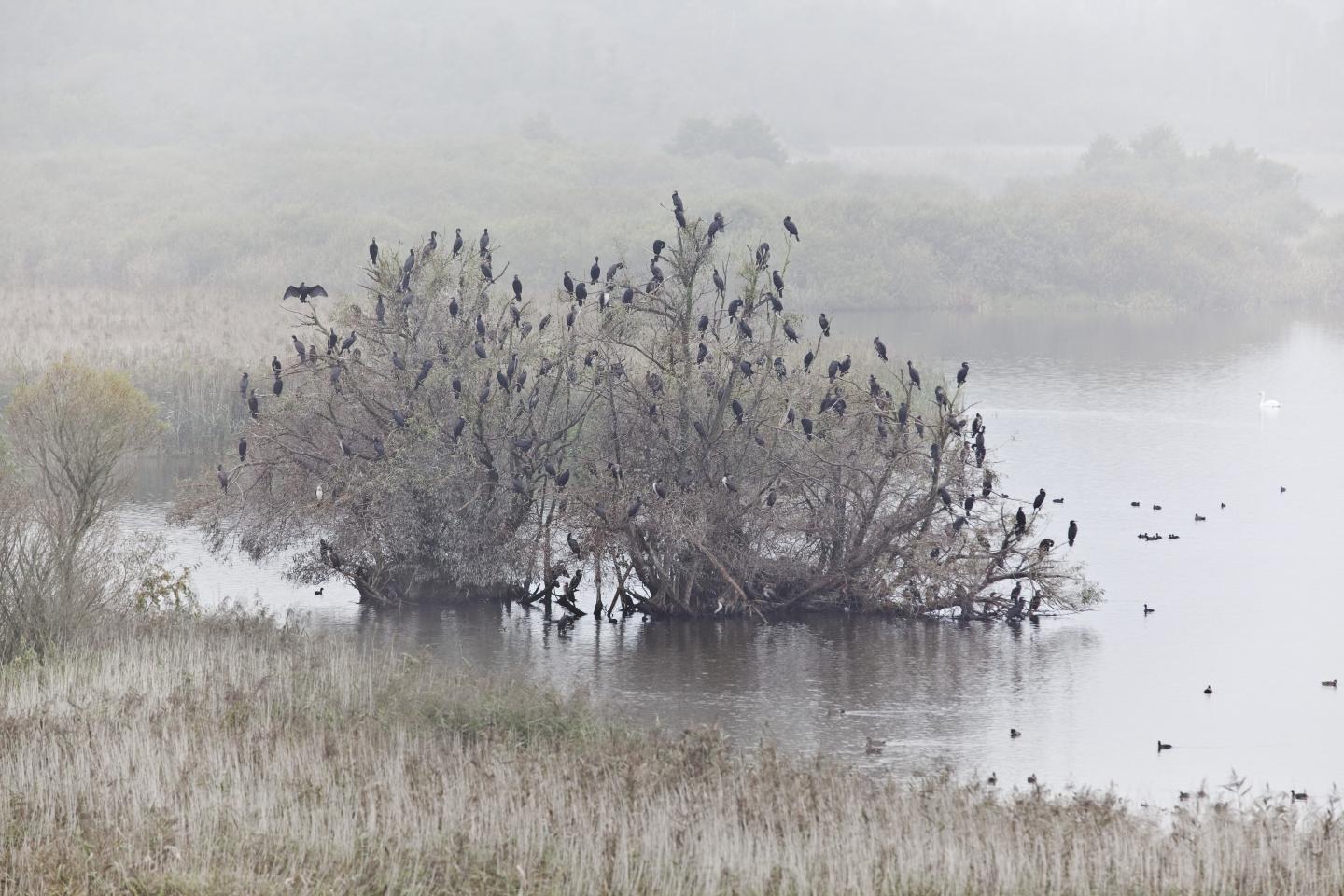 Cormorants