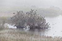 Cormorants