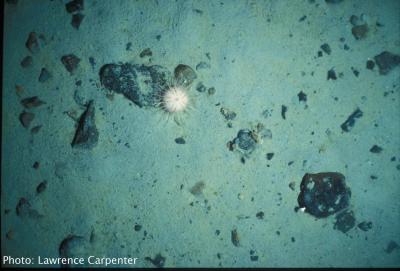 Antarctic Marine Biodiversity Data Now Online (1 of 3)