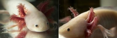 What Can the Water Monster Teach Us about Tissue Regeneration in Humans? (1 of 2)
