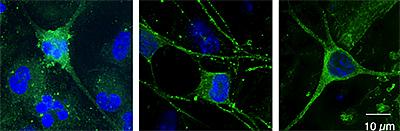 Biosynthesized Enzymes