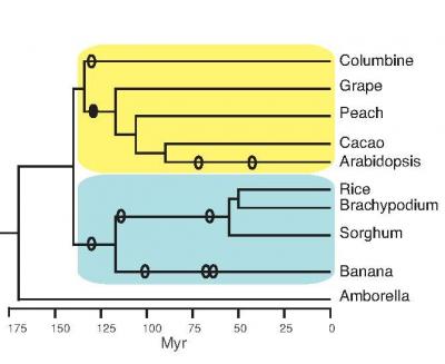 Evolutionary Relationships