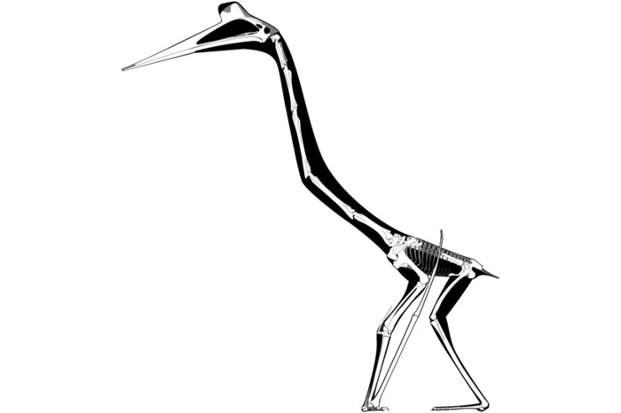 The bones of Quetzalcoatlus