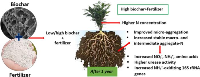 Biochar rate-dependent regulation of extended nitrogen supply by modifying stable aggregates-N and microbial responses