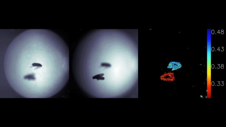 Fruit Fly Gif