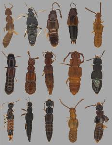 Rove Beetle Array