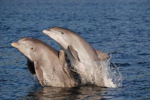 Common bottlenose dolphins